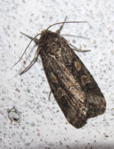 Spodoptera exigua
